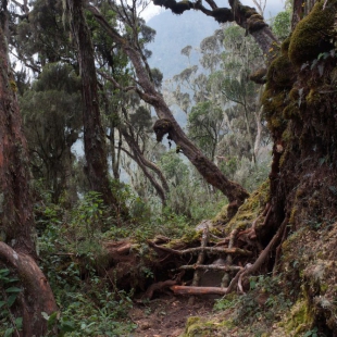 MOSSY FOREST